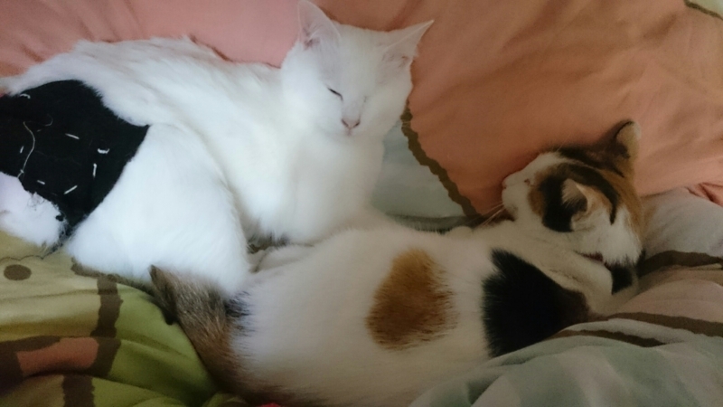 f:id:gosaku13:20180412205109j:image