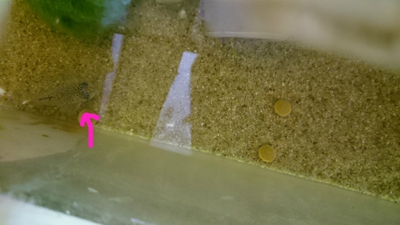 f:id:gosaku13:20180414205238j:image