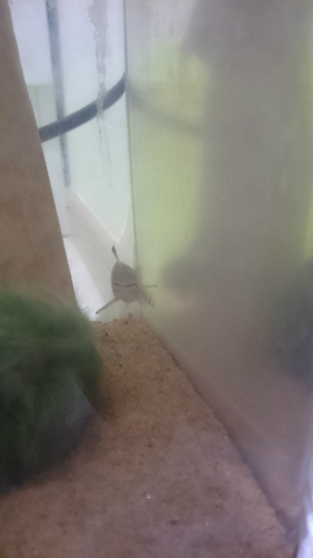 f:id:gosaku13:20180414205242j:image