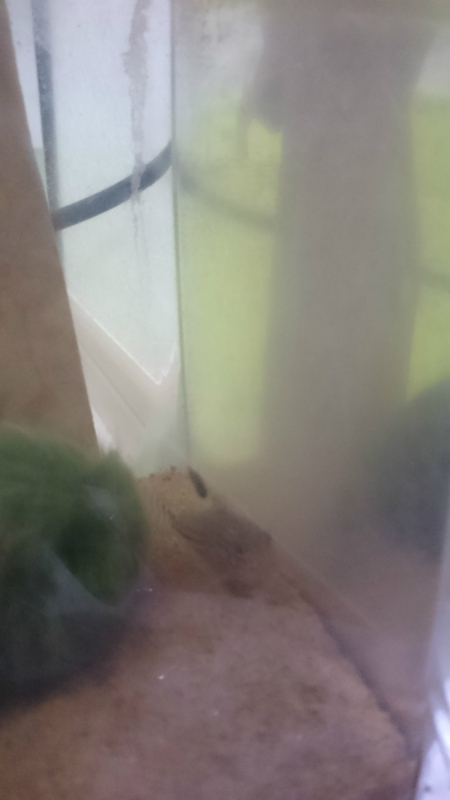 f:id:gosaku13:20180414205245j:image