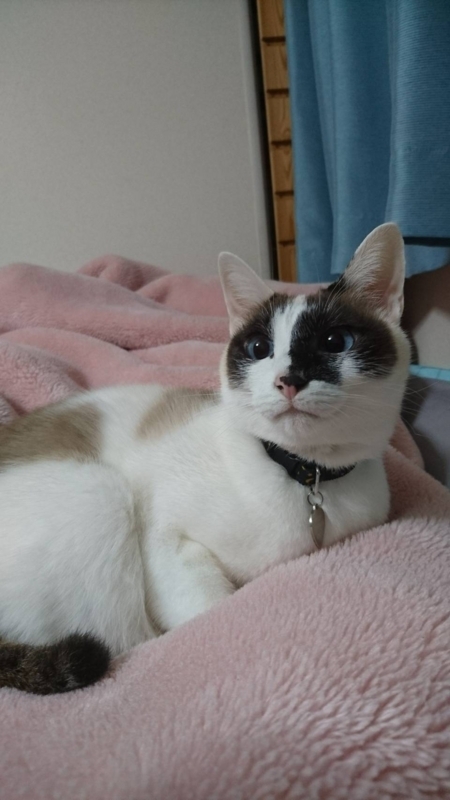 f:id:gosaku13:20180416202955j:image