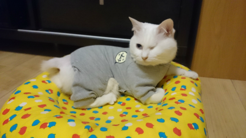 f:id:gosaku13:20180428201536j:image