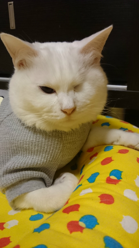 f:id:gosaku13:20180428201626j:image