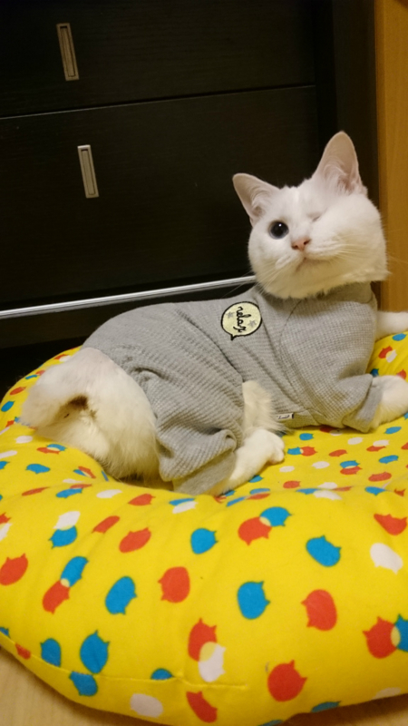 f:id:gosaku13:20180428201630j:image