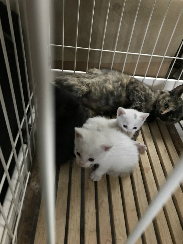 f:id:gosaku13:20180703115708j:image