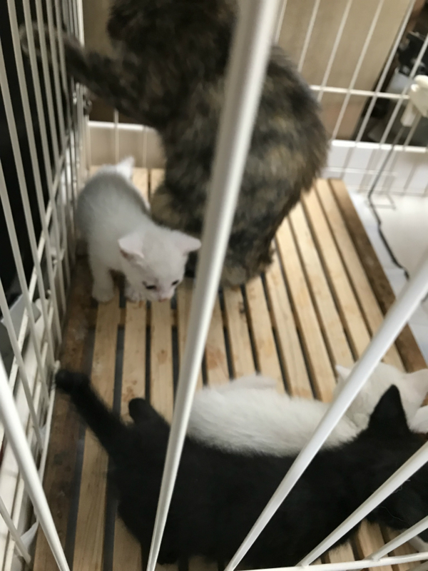 f:id:gosaku13:20180703115712j:image