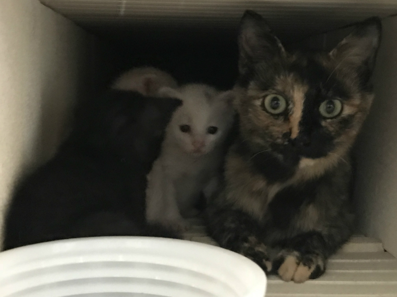 f:id:gosaku13:20180703115715j:image