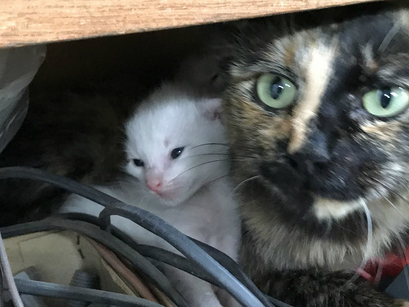 f:id:gosaku13:20180703115718j:image