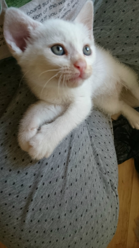 f:id:gosaku13:20180703115722j:image