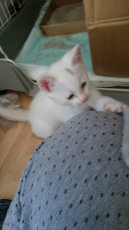 f:id:gosaku13:20180703115725j:image