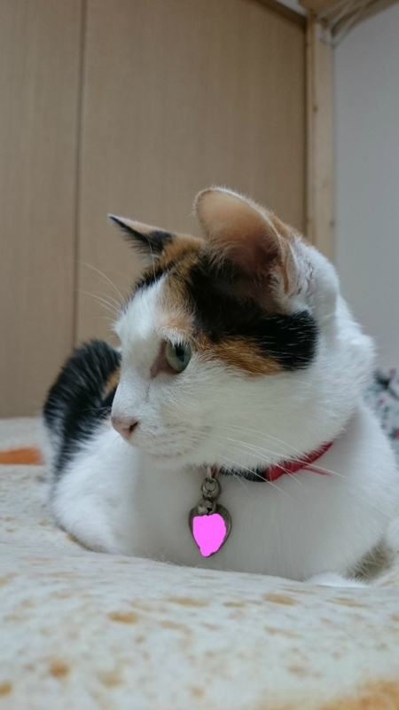 f:id:gosaku13:20180706221556j:image