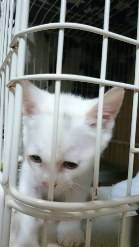 f:id:gosaku13:20180707091747j:image