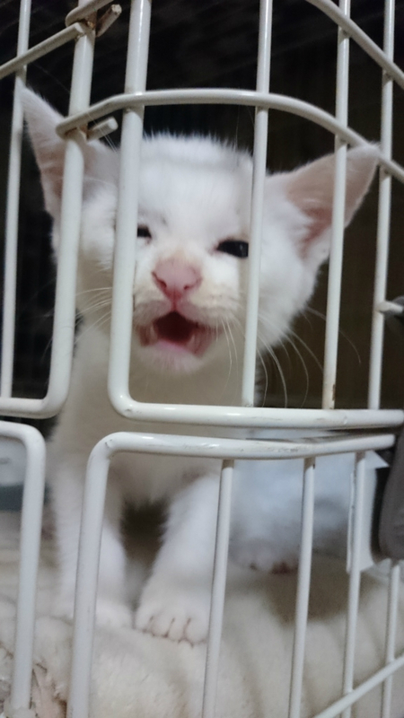 f:id:gosaku13:20180707091750j:image