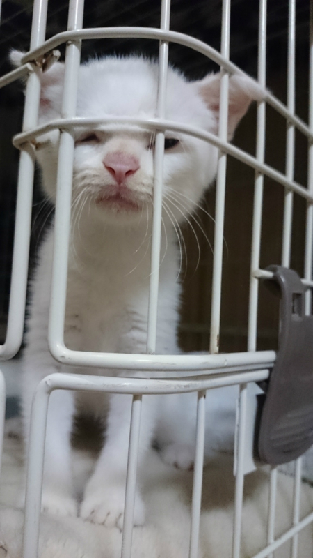 f:id:gosaku13:20180707091753j:image