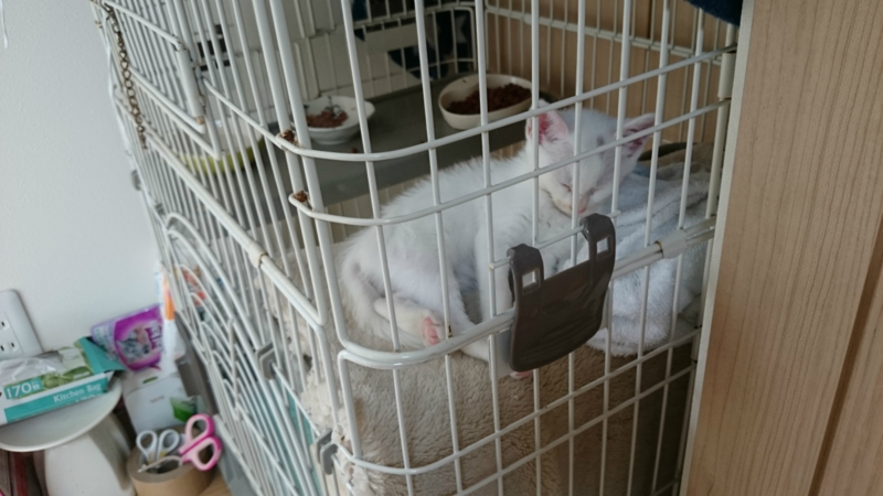 f:id:gosaku13:20180709202840j:image