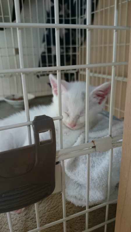 f:id:gosaku13:20180709202843j:image