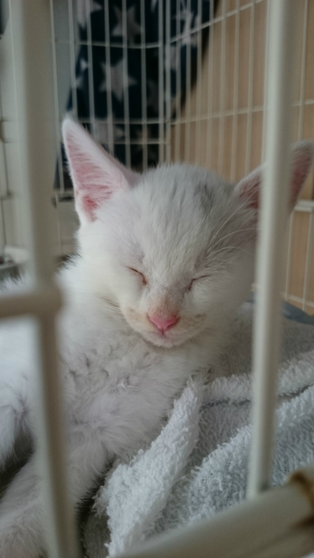 f:id:gosaku13:20180709202847j:image