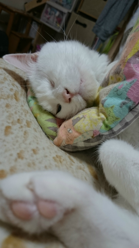 f:id:gosaku13:20180711070832j:image