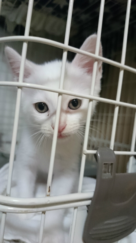 f:id:gosaku13:20180711070839j:image