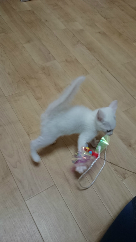 f:id:gosaku13:20180711172717j:image