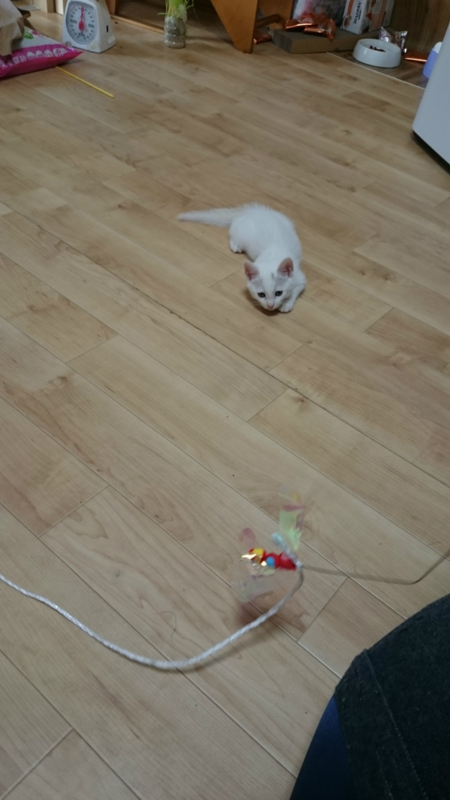 f:id:gosaku13:20180711172720j:image