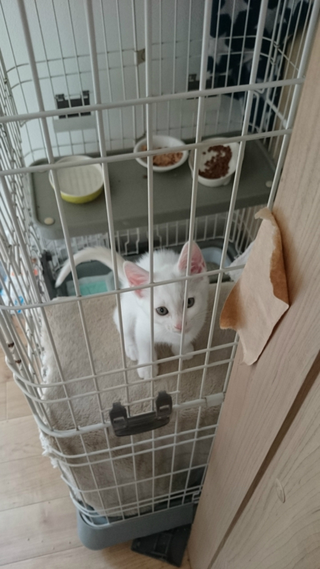 f:id:gosaku13:20180715213953j:image