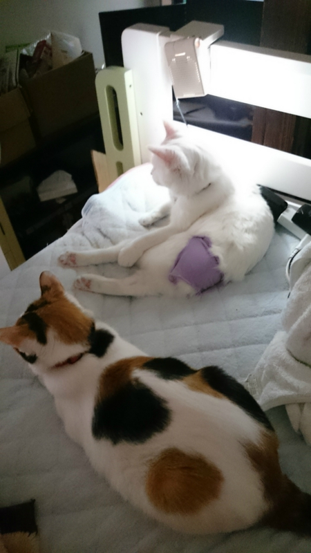 f:id:gosaku13:20180718100508j:image