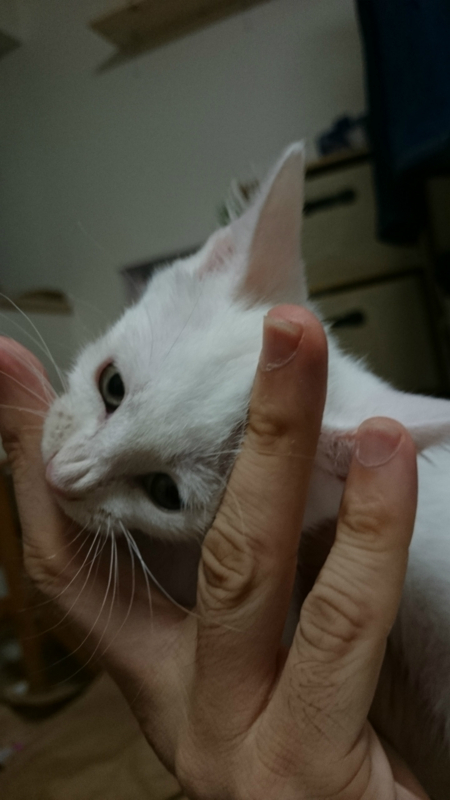 f:id:gosaku13:20180718100518j:image