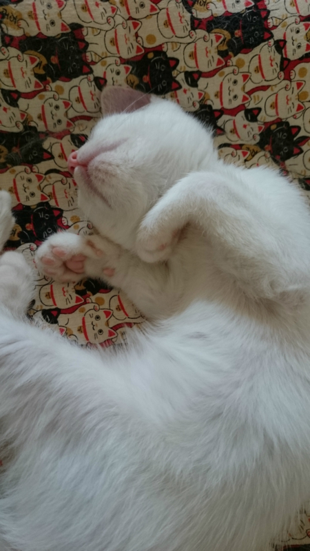 f:id:gosaku13:20180723180315j:image