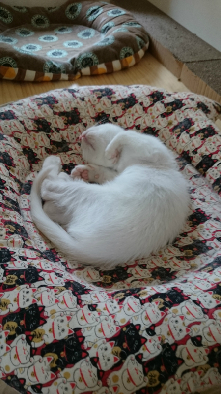 f:id:gosaku13:20180723180318j:image