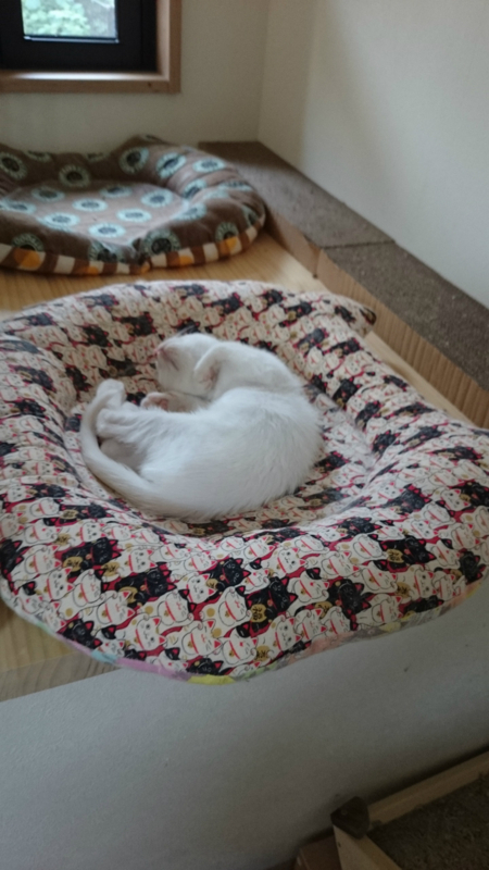 f:id:gosaku13:20180723180322j:image