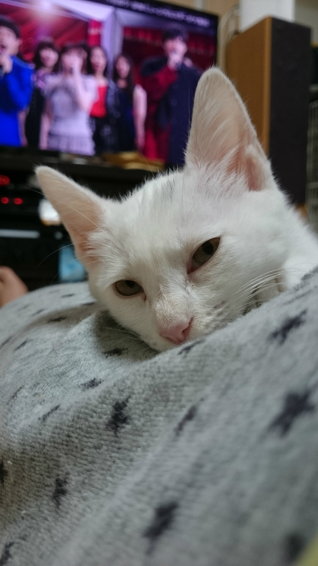 f:id:gosaku13:20180725224645j:image