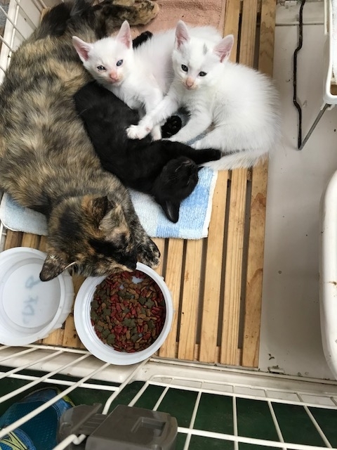 f:id:gosaku13:20180805163602j:image