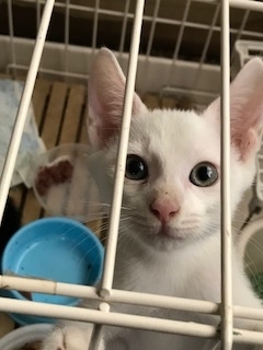 f:id:gosaku13:20180805163610j:image