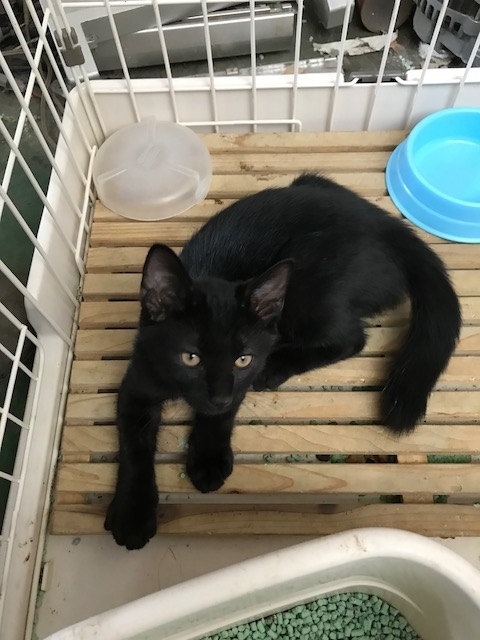 f:id:gosaku13:20180805163613j:image