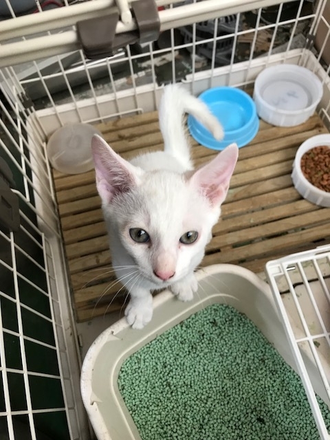 f:id:gosaku13:20180805163616j:image