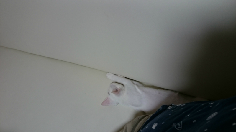 f:id:gosaku13:20180806200553j:image