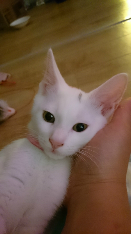 f:id:gosaku13:20180810123708j:image