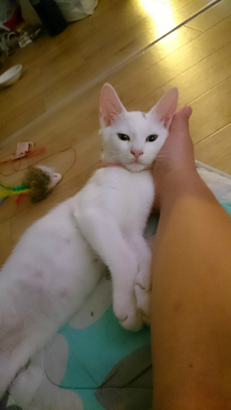 f:id:gosaku13:20180810123712j:image