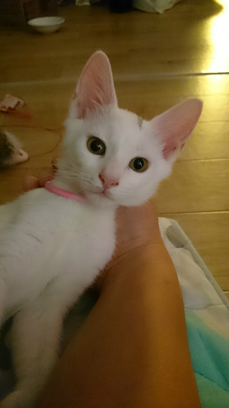 f:id:gosaku13:20180810123715j:image