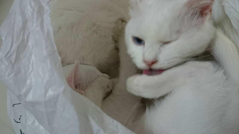 f:id:gosaku13:20180815212642j:image