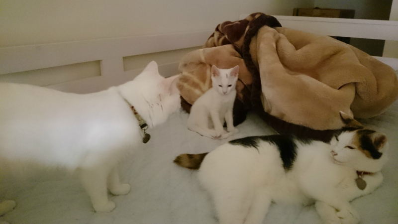 f:id:gosaku13:20180816235440j:image