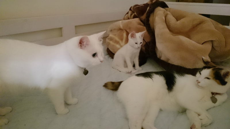 f:id:gosaku13:20180816235444j:image