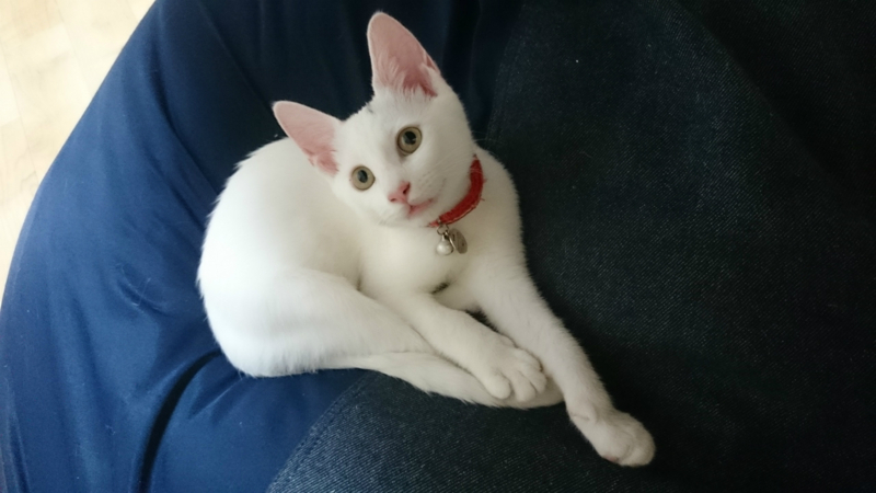 f:id:gosaku13:20180823203807j:image