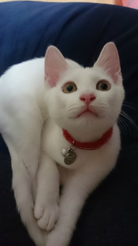 f:id:gosaku13:20180823203810j:image