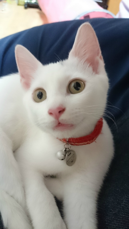 f:id:gosaku13:20180823203814j:image