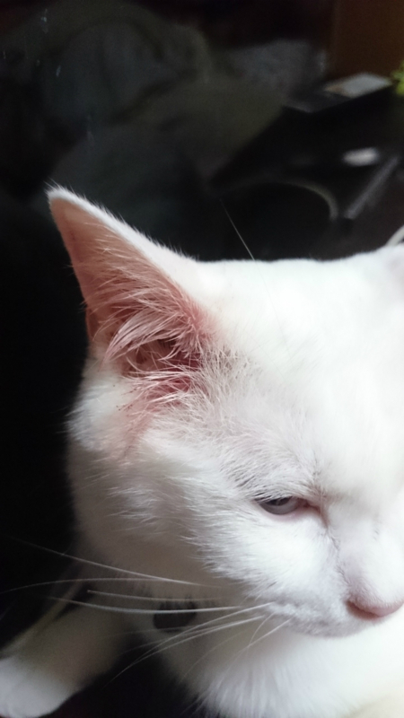 f:id:gosaku13:20180824204334j:image