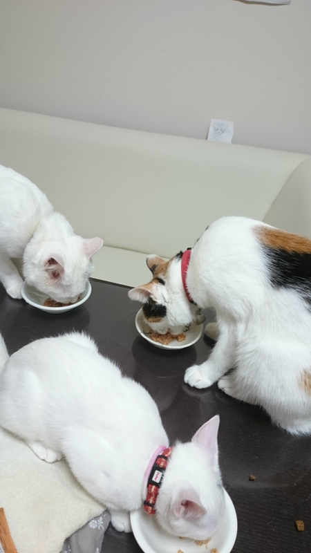 f:id:gosaku13:20180830215452j:image