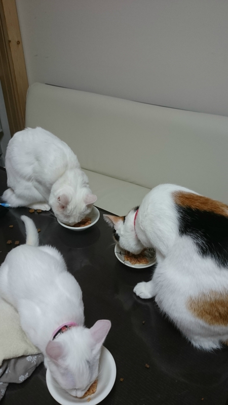 f:id:gosaku13:20180830215629j:image