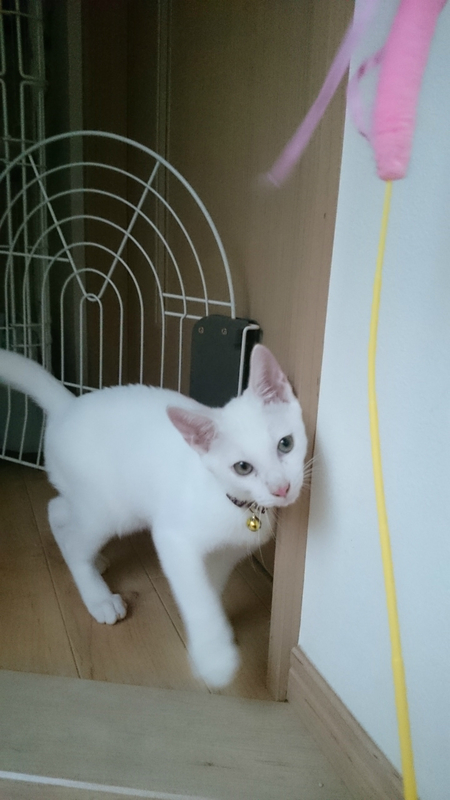 f:id:gosaku13:20180903195939j:image